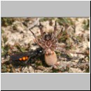 Anoplius viaticus - wegwespe-31.jpg